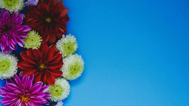 奥尔良鹈鹕 奥尔良鹈鹕